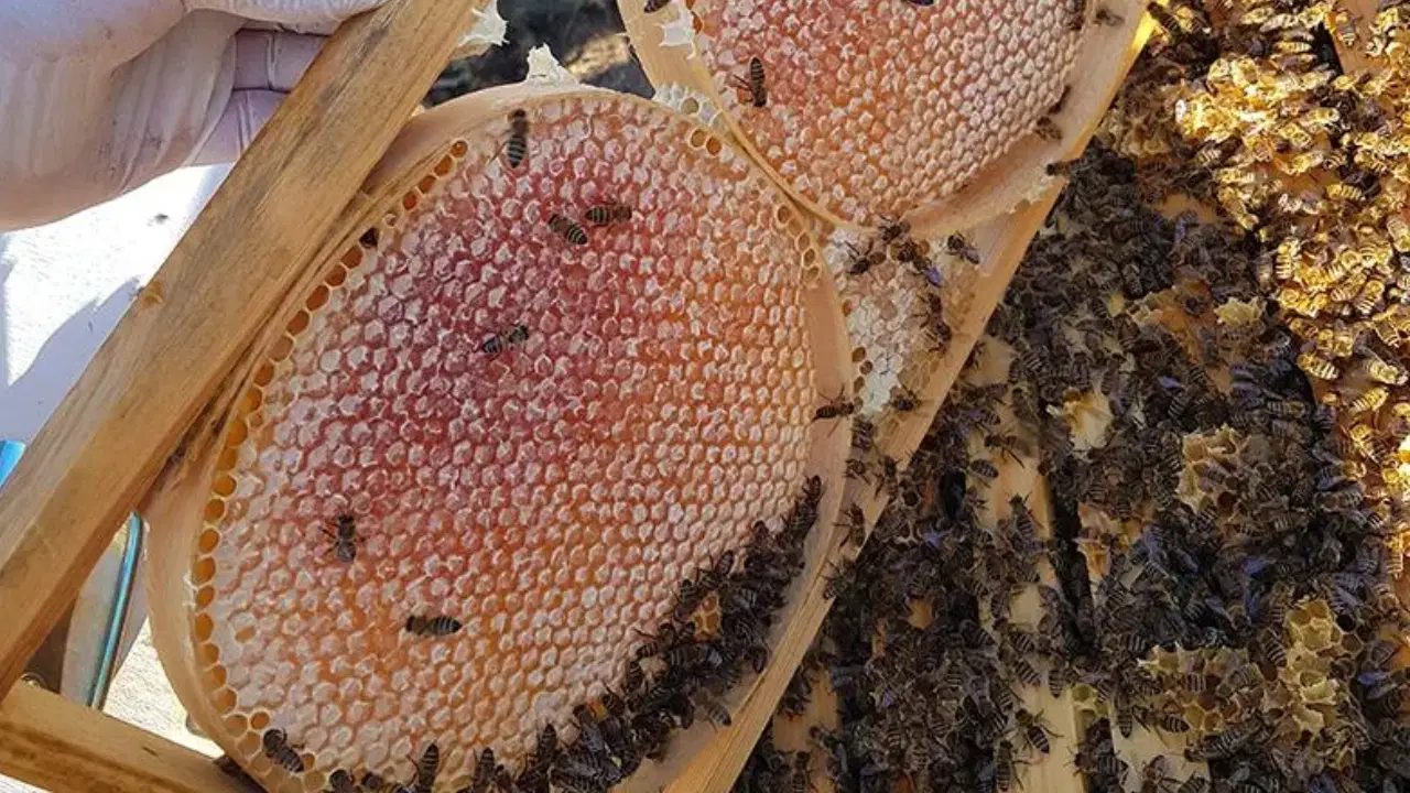 Gaziantep Milletvekili Sevda Karaca’dan Bakanlığa Soru Önergesi EMEP Gaziantep Milletvekili