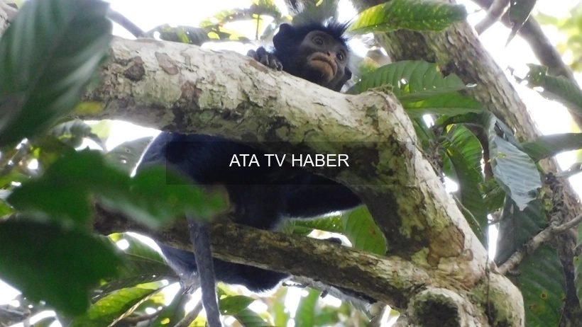 Lomami’den Yeni Colobus Türü: Turuncu Dudaklı ve Kükreyen Maymun Resmen Tanımlandı
