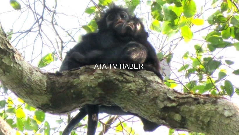 Lomami’den Yeni Colobus Türü: Turuncu Dudaklı ve Kükreyen Maymun Resmen Tanımlandı
