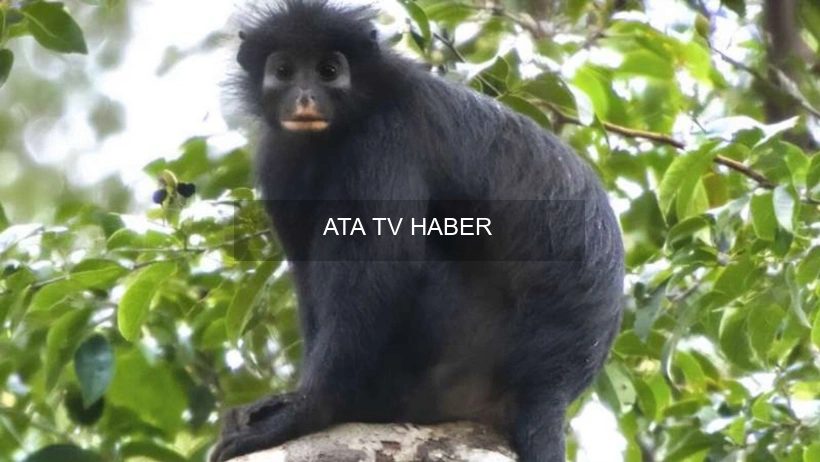 Lomami’den Yeni Colobus Türü: Turuncu Dudaklı ve Kükreyen Maymun Resmen Tanımlandı