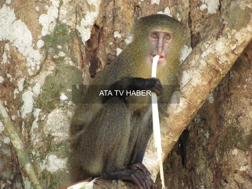 Lomami’den Yeni Colobus Türü: Turuncu Dudaklı ve Kükreyen Maymun Resmen Tanımlandı