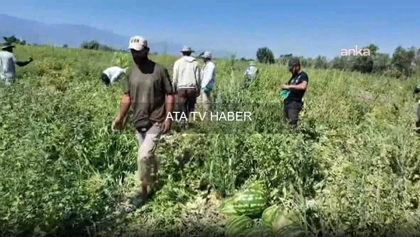 Salihli'de Karpuz Üreticileri Artan Maliyetlere Rağmen Zarar Ettiklerini Söylüyor