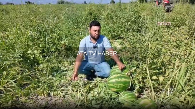 Salihli'de Karpuz Üreticileri Artan Maliyetlere Rağmen Zarar Ettiklerini Söylüyor