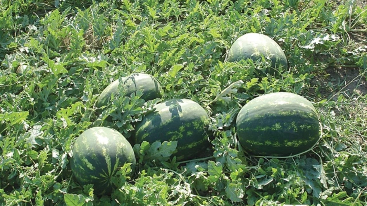 maliyet-artiyor-fiyat-yerinde-sayiyor-karpuzda-imkansiz-denklem-nC1Slkx2.jpg