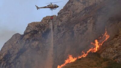 Calabria orman yangınlarında kedi kuyruğuna bağlanan bezler bulundu: Kundaklama şüphesi