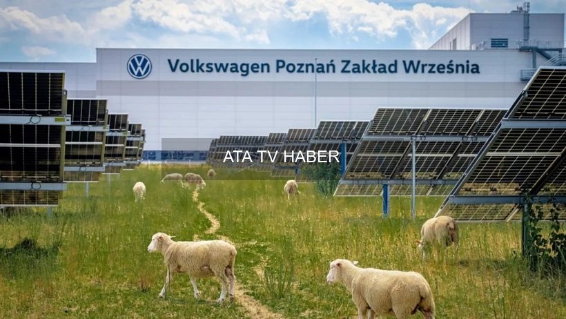 Poznan Volkswagen Fabrikasında Güneş Tarlasında Koyunlarla Doğa Dostu Bakım Uygulaması Başladı