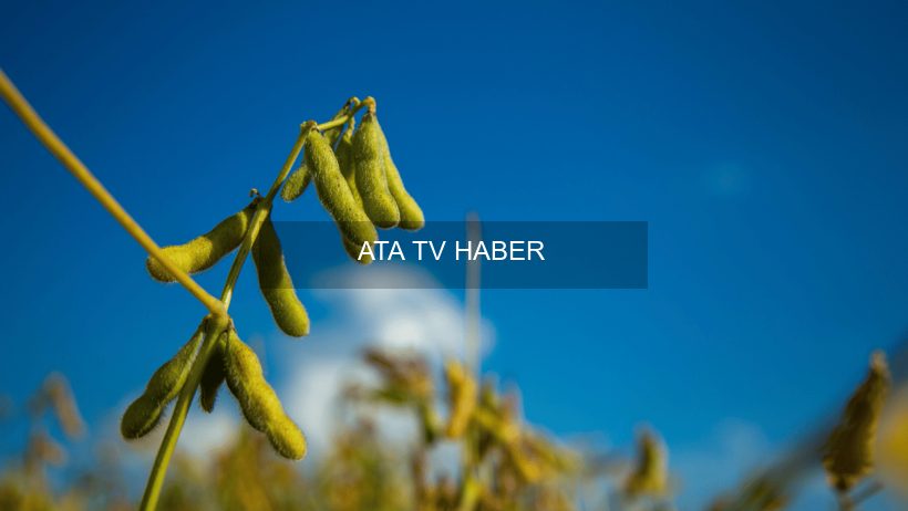 Soya Fiyatlarında Küresel Riskler ve Arz Endişeleri