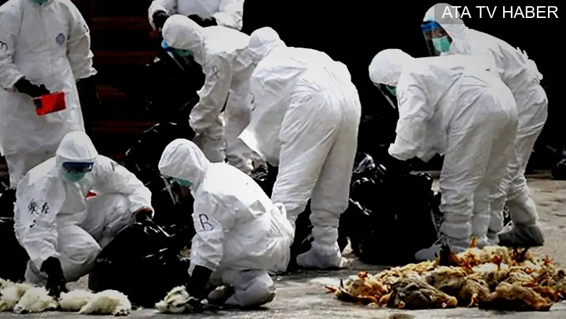 Avustralya’da H5N1 yaban hayatında yayılıyor: 74 onaylı vaka, tehlike artıyor