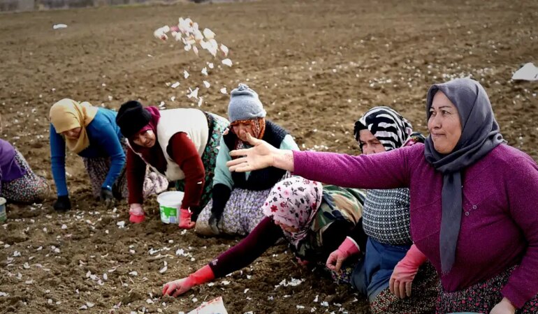 Tarladan İner İnen Tükenen Ürünün Üretimi 10 Ay Sürüyor, Maliyeti 60 Lira