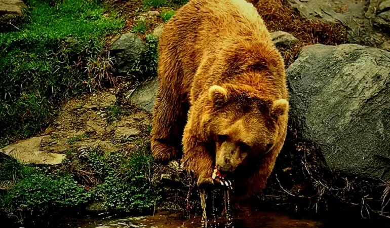 Uzmanından popülasyonu artan ayılar için ‘önlem alınmalı’ uyarısı